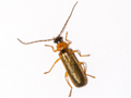 Rhagonycha lutea